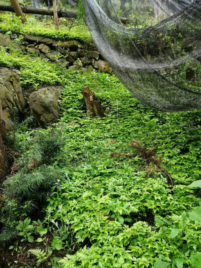 鸡爪黄连苗仿野生种植种植免费提供专业技术