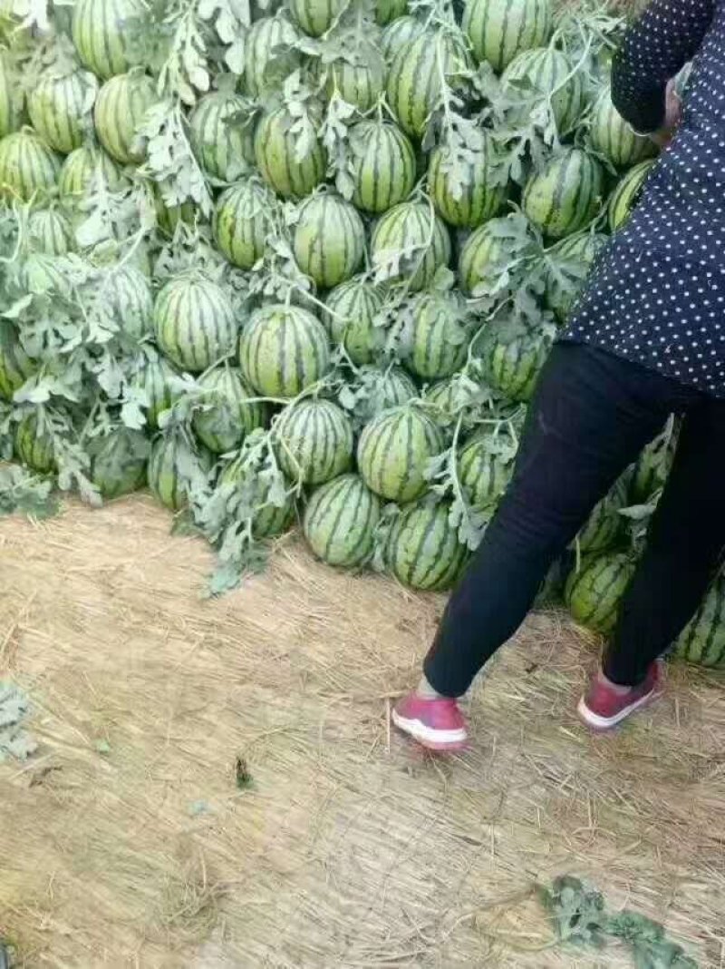 有籽美都大量上市质量三包