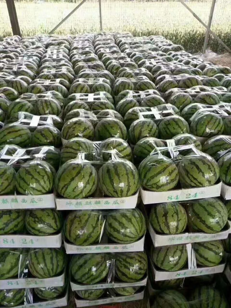 有籽美都大量上市质量三包