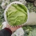 甘蓝包菜思特丹奥奇那圆包扁包自家园子可视频看货