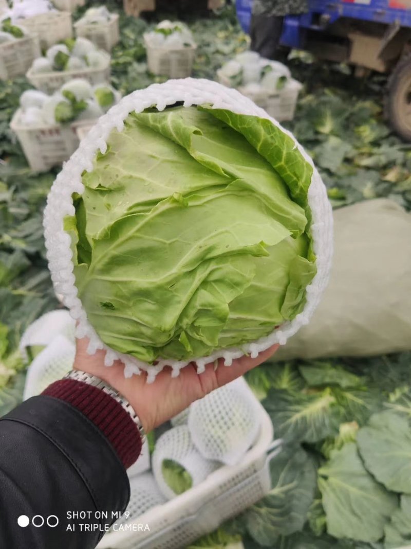 甘蓝包菜思特丹奥奇那圆包扁包自家园子可视频看货