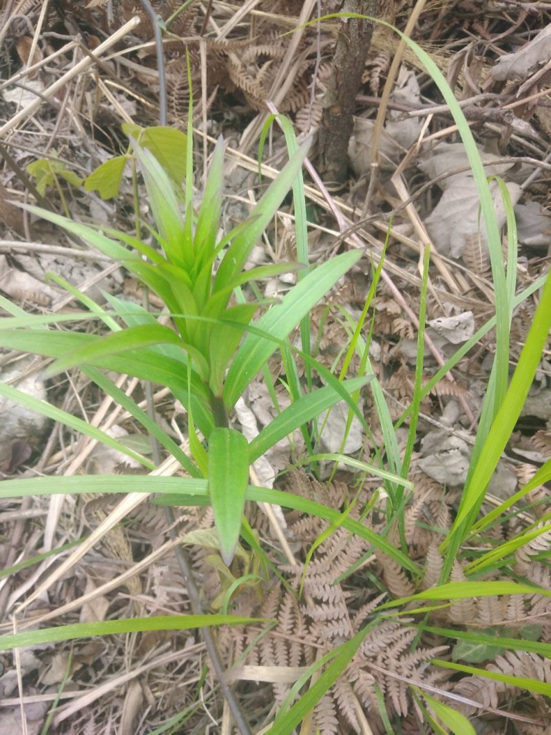 百合