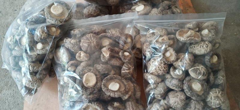 湖北十堰深山老林段木香菇