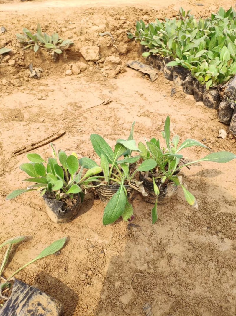 黑心菊优质黑心菊产地直发支持实地看货