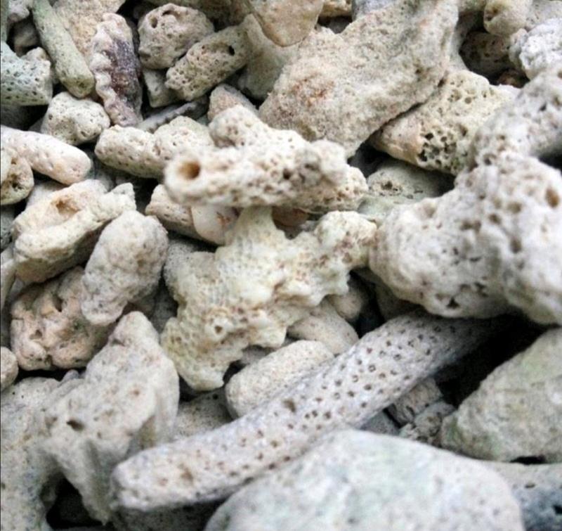 药用珊瑚骨，道地药材，质优价实，品质保证，药典标准一公斤
