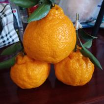 水果四川丹棱丑橘