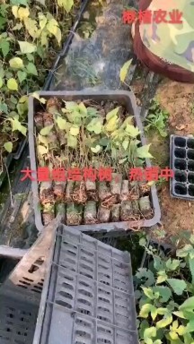 构树，组培构树，杯苗成活率高，可用于饲料养殖。