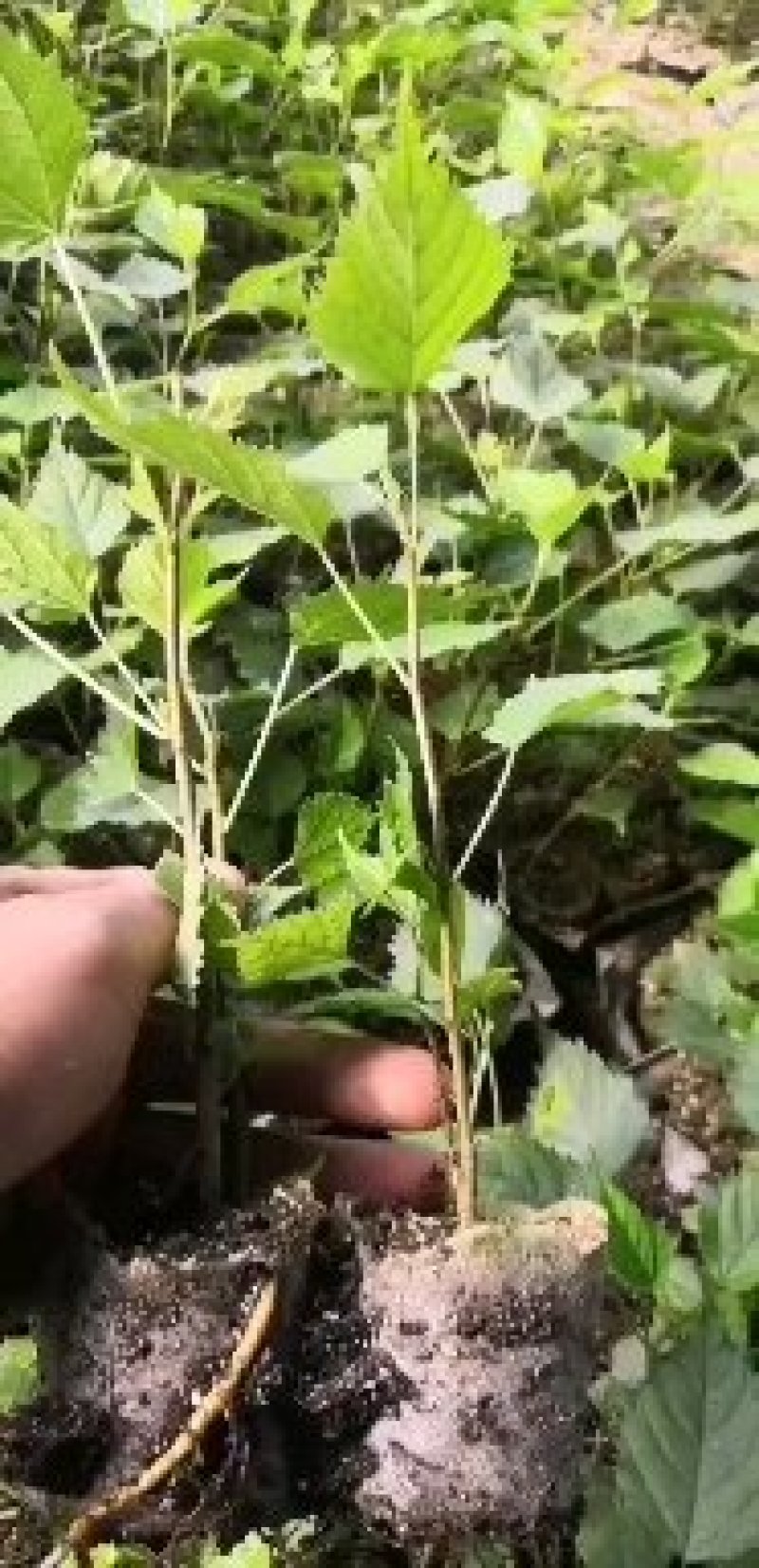 构树，组培构树，杯苗成活率高，可用于饲料养殖。