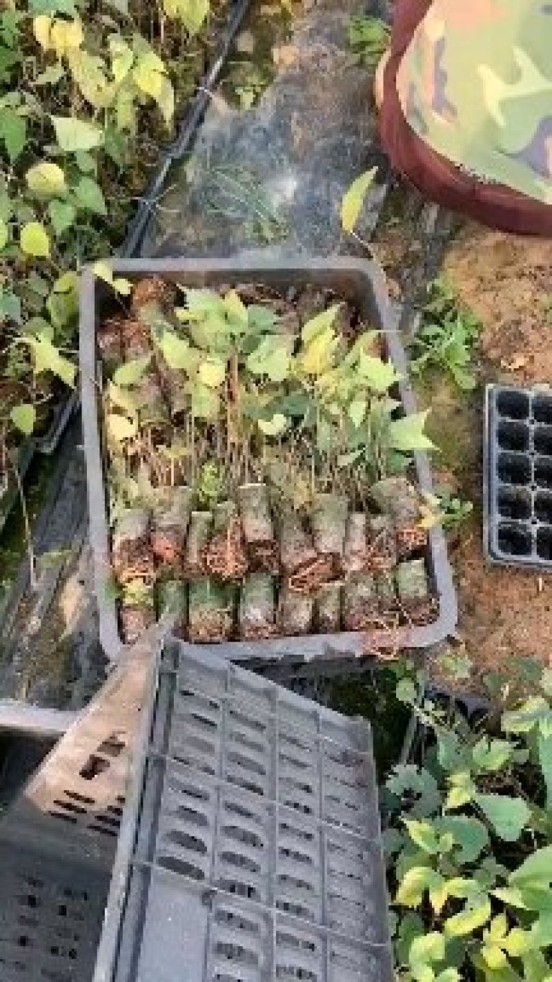 构树，组培构树，杯苗成活率高，可用于饲料养殖。
