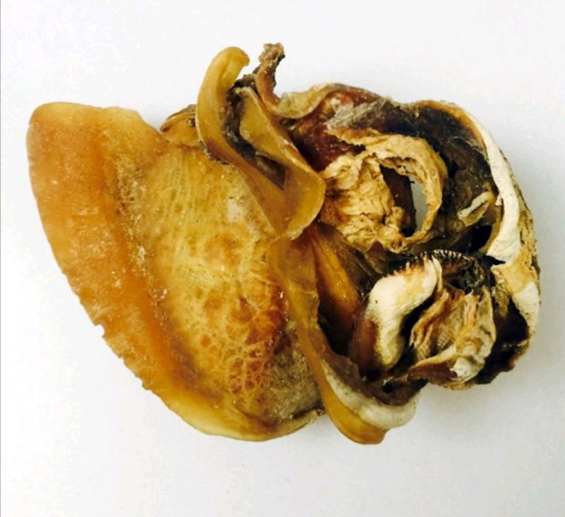 蚌肉，道地药材，质优价实，品质保证，药典标准一公斤起批