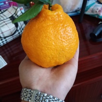 四川丹棱丑橘