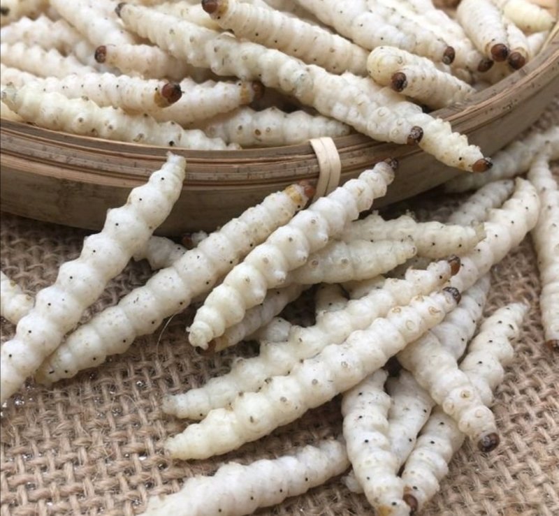 竹虫，道地药材，质优价实，品质保证，药典标准一公斤起批