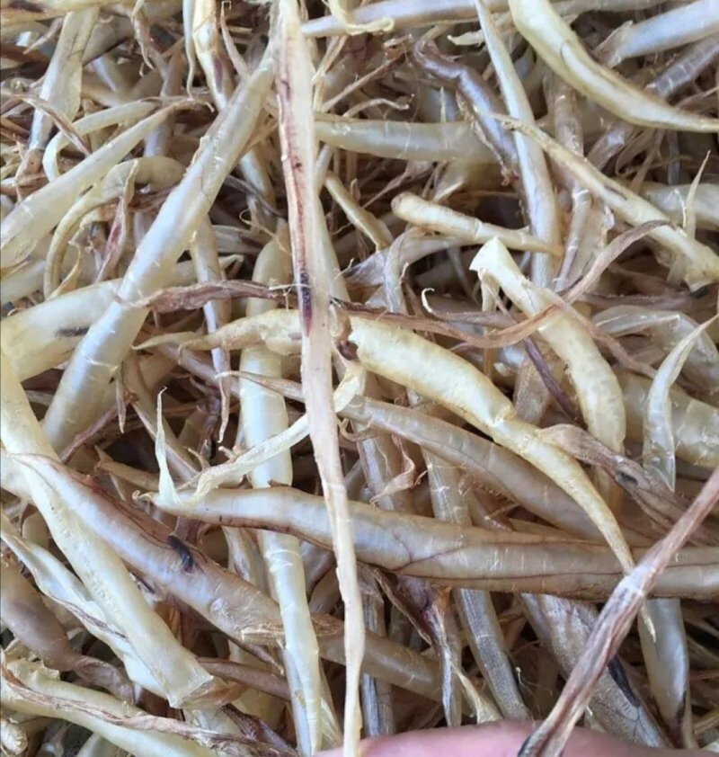 鳗鱼，质优价实，品质保证，胶仔鳗鱼，一公斤起批