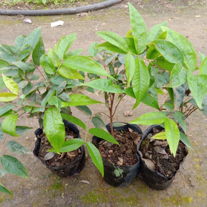 新品种绿水晶嘉宝果苗台湾水果苗四季开花结果