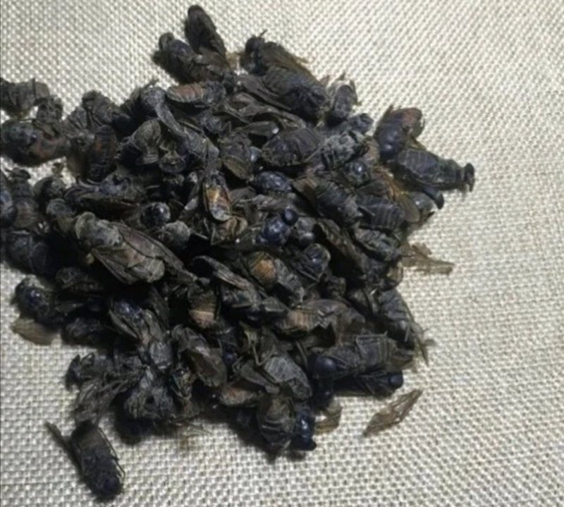 黄牛刺虫，道地药材，质优价实，品质保证，药典标准一公斤起