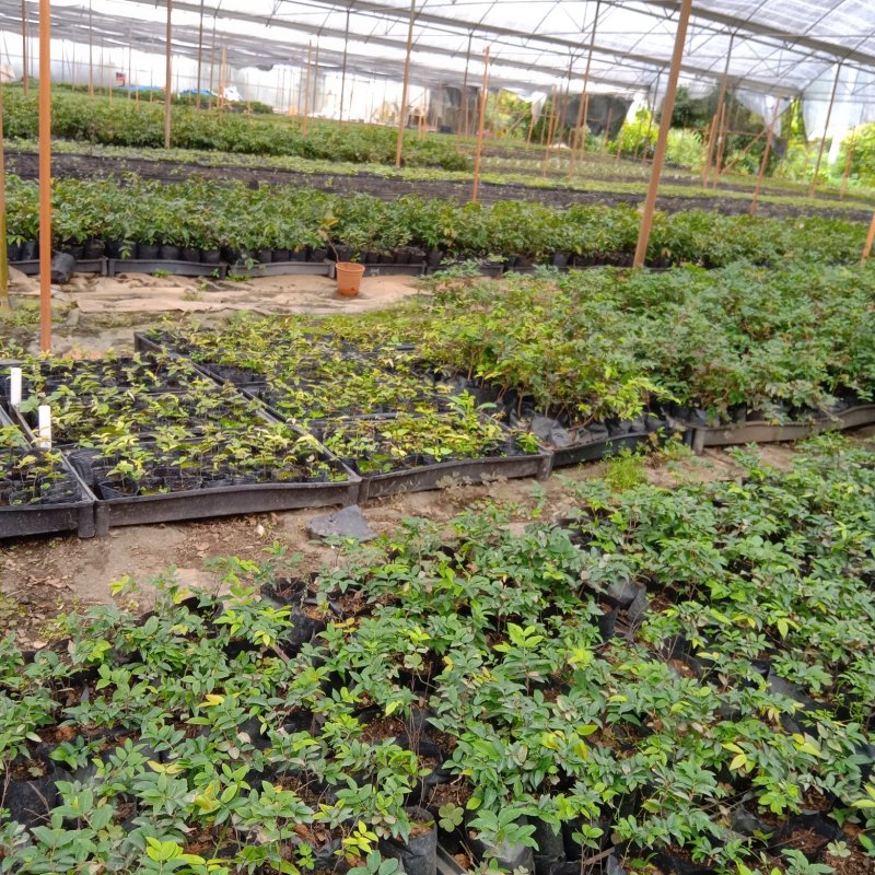 新品种绿水晶嘉宝果苗台湾水果苗四季开花结果