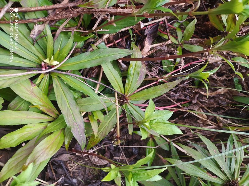 贵州毕节古夜郎大山野生药材落地梅追风伞