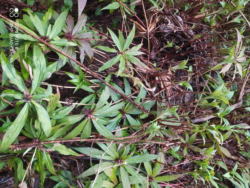 贵州毕节古夜郎大山野生药材落地梅追风伞