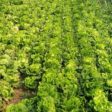 大棚生菜，叶大梗小，新鲜上市货源充足，量大优惠，欢迎采购