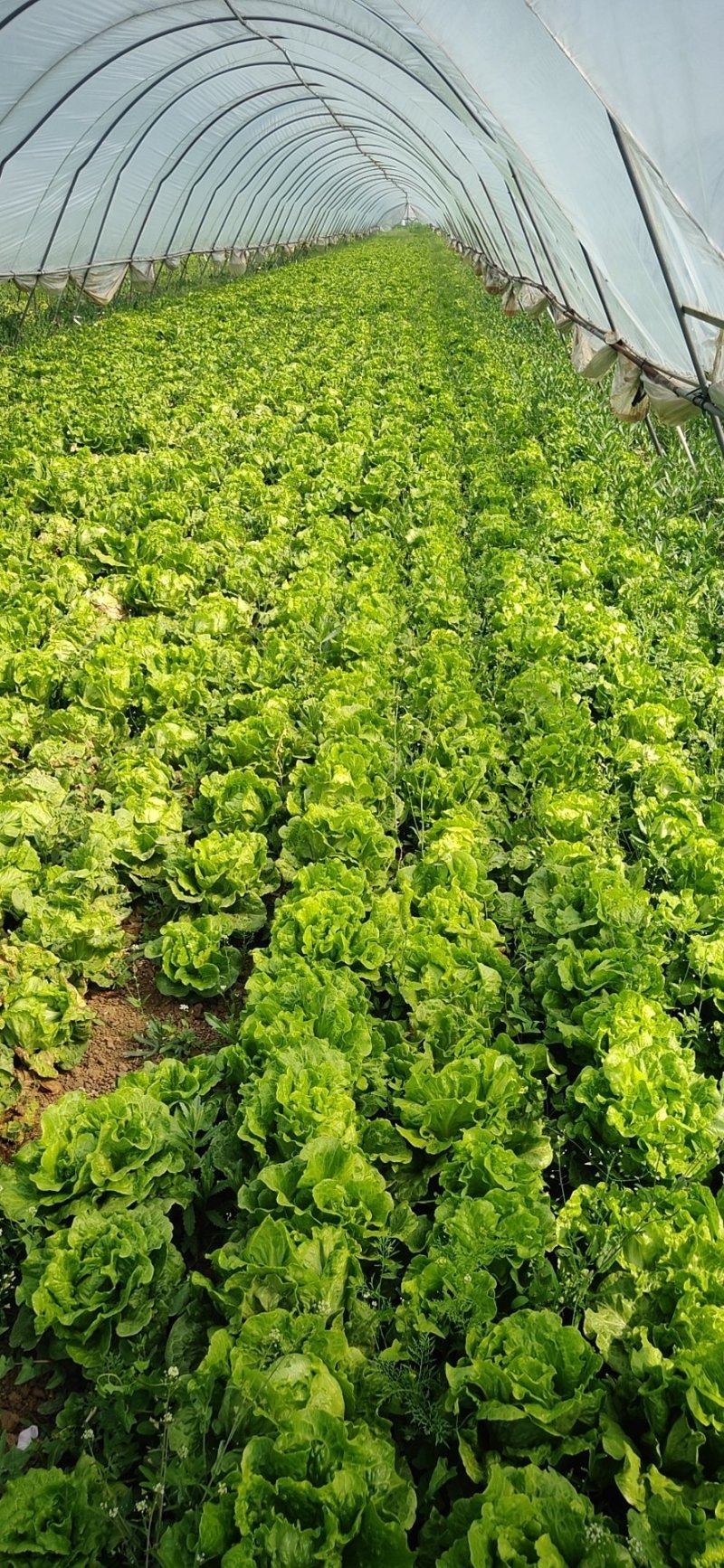 大棚生菜，叶大梗小，新鲜上市货源充足，量大优惠，欢迎采购