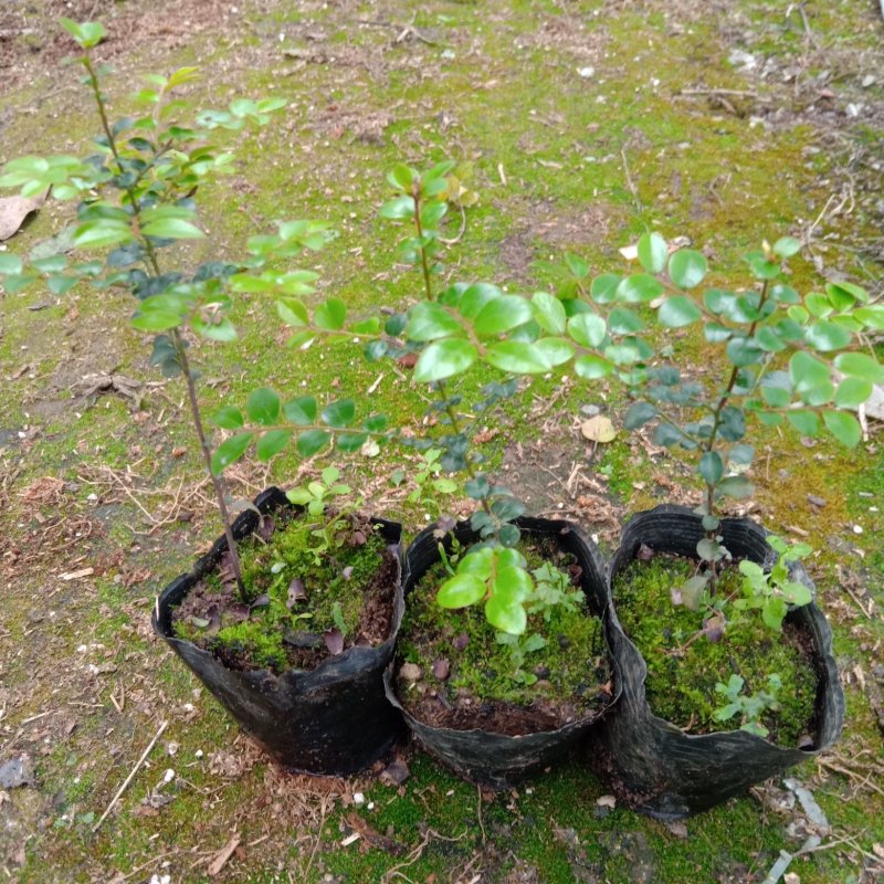 印度小叶紫檀苗紫檀苗微景观庭院盆栽绿植苗