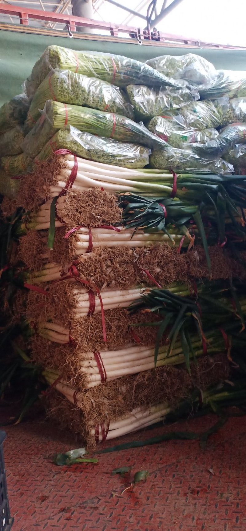 河北邯郸精品大葱产地直销，质量保证，量大从优