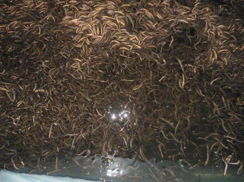 台湾泥鳅苗及成品，淡水专业技术养殖，售后服务一条龙