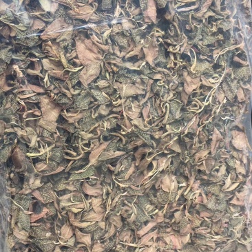 金线莲