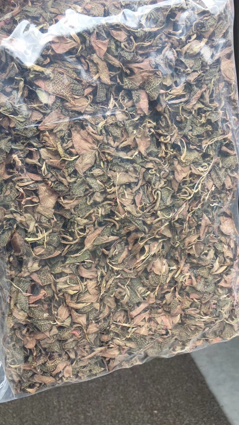 金线莲