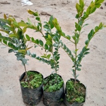 本地紫檀黑檀黑骨茶庭院盆景花卉绿植室内盆栽