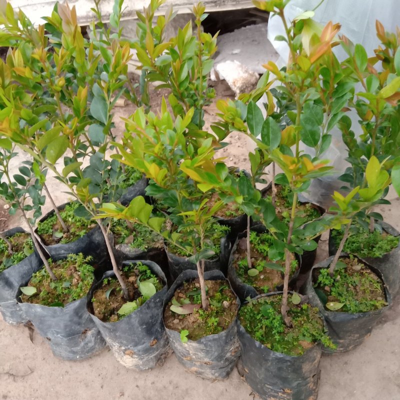 本地紫檀黑檀黑骨茶庭院盆景花卉绿植室内盆栽