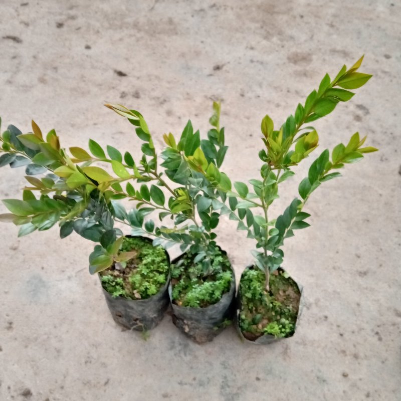 本地紫檀黑檀黑骨茶庭院盆景花卉绿植室内盆栽