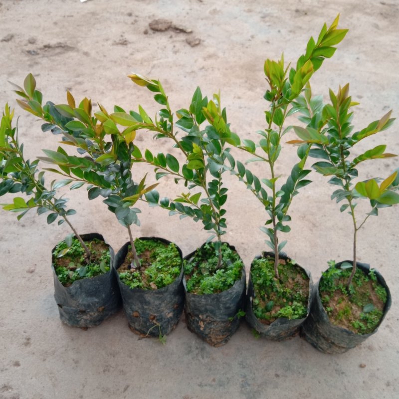 本地紫檀黑檀黑骨茶庭院盆景花卉绿植室内盆栽