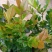 本地紫檀黑檀黑骨茶庭院盆景花卉绿植室内盆栽