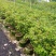 本地紫檀黑檀黑骨茶庭院盆景花卉绿植室内盆栽
