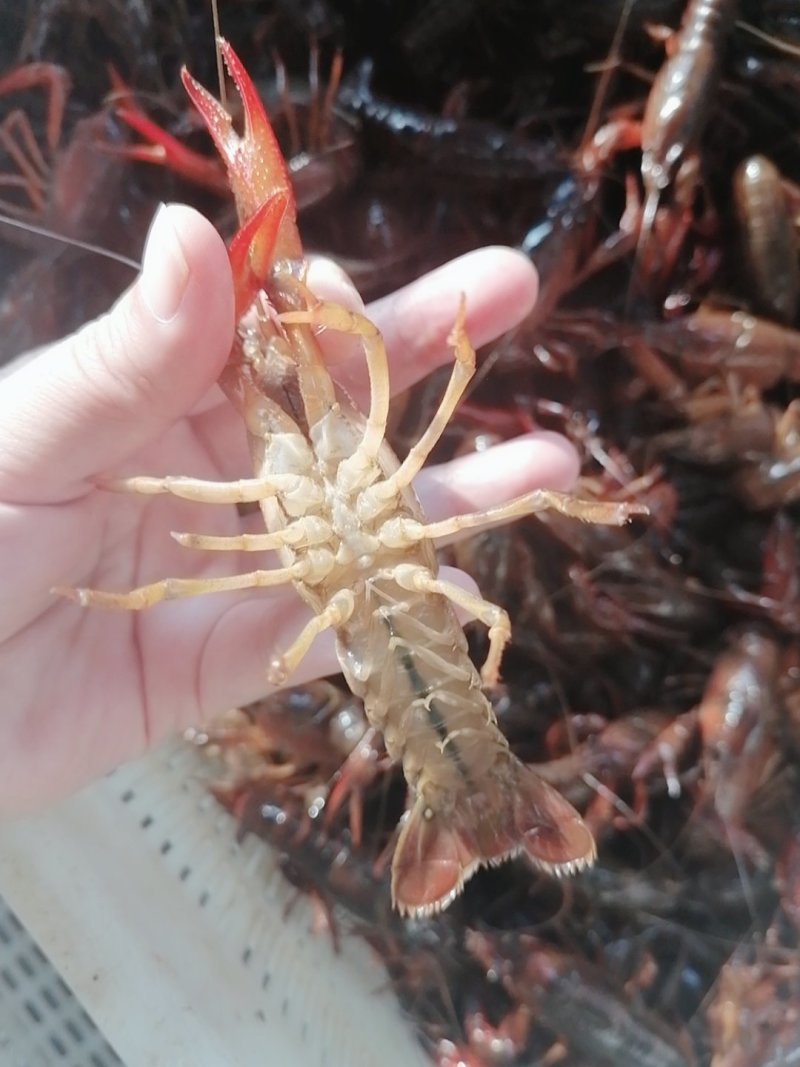 洪湖小𠂇龙虾，一手货源，货源充足，底板干净，肉质饱满