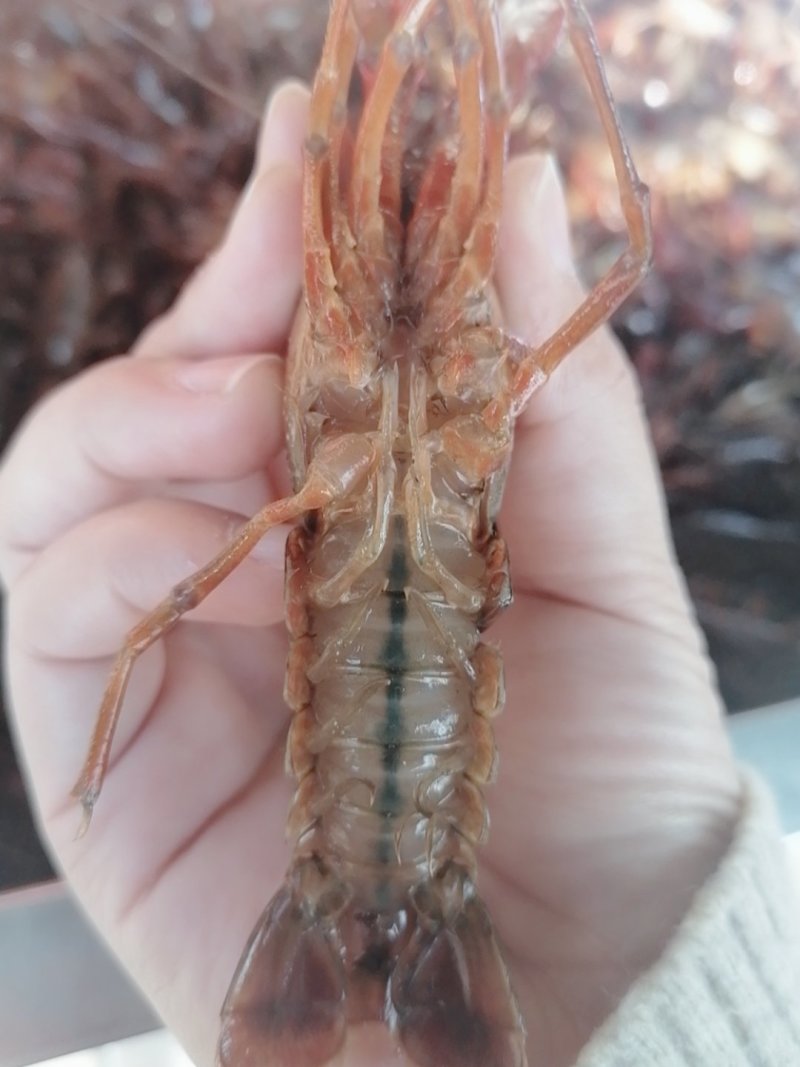 洪湖小𠂇龙虾，一手货源，货源充足，底板干净，肉质饱满