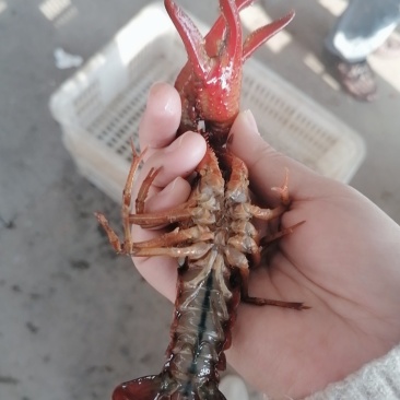 洪湖小𠂇龙虾，一手货源，货源充足，底板干净，肉质饱满