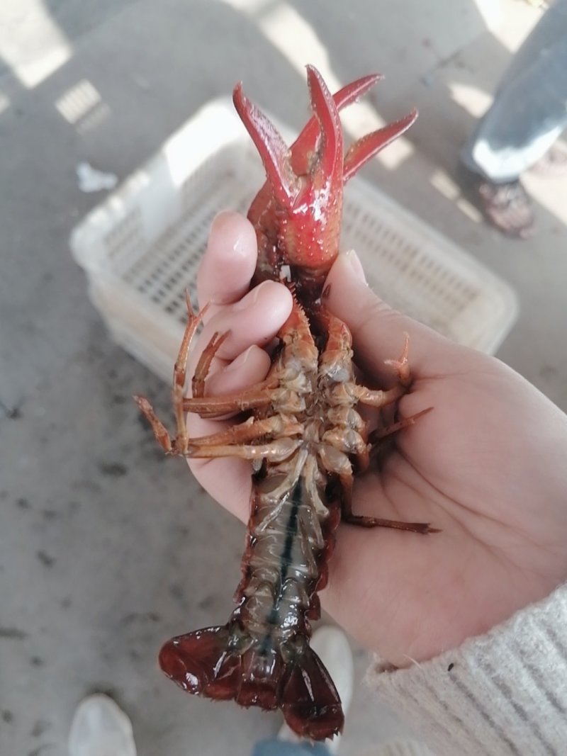 洪湖小𠂇龙虾，一手货源，货源充足，底板干净，肉质饱满