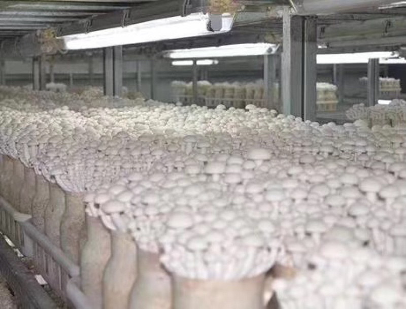 海鲜菇蟹味菇跑江湖地摊10元4把模式热卖