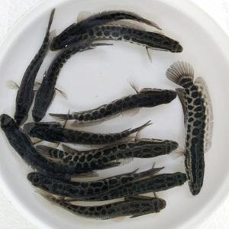 正宗优质黑鱼苗及成品成活率高质量免费提供技术