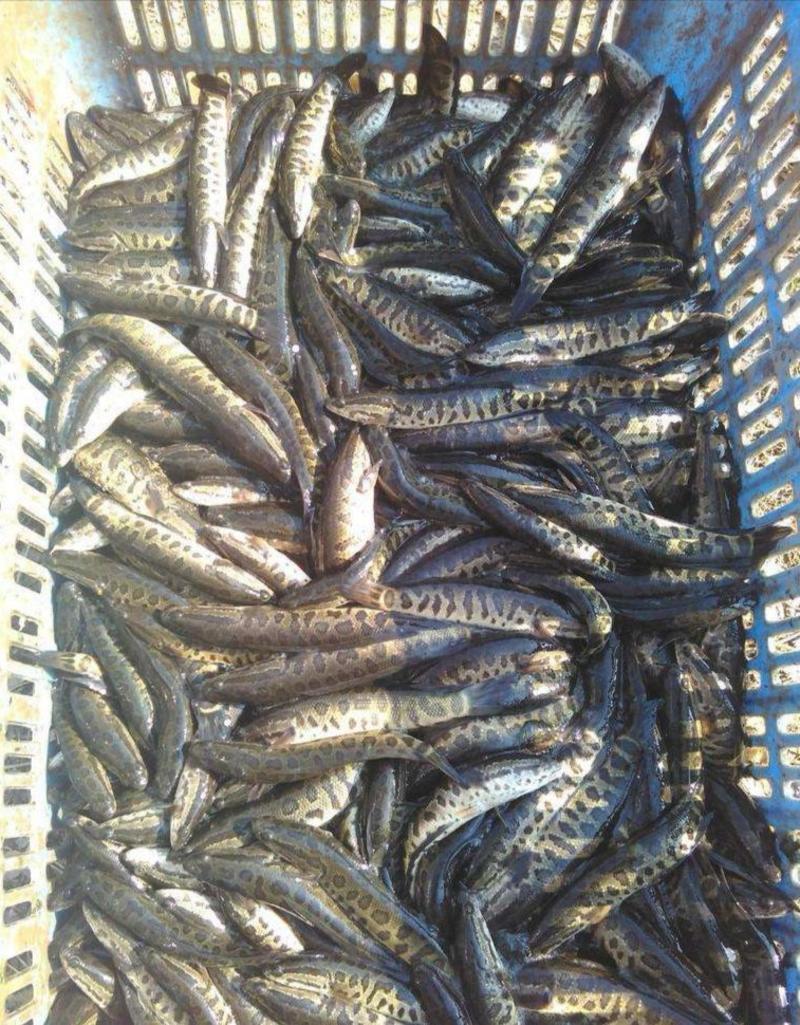 正宗优质黑鱼苗及成品成活率高质量免费提供技术