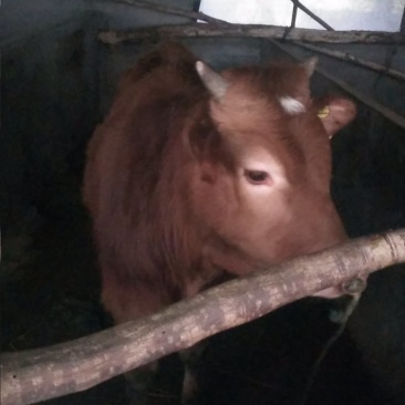 牛