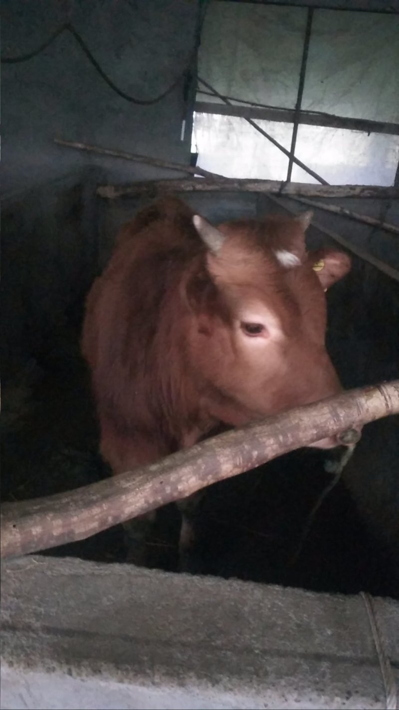 牛