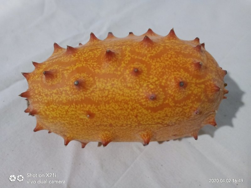 刺角瓜种子灭霸，火参果