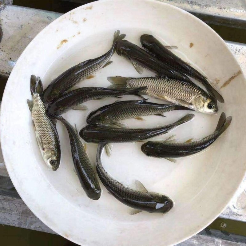 草鱼苗，渔场直发，现捞现发，包成活率包质量包服务