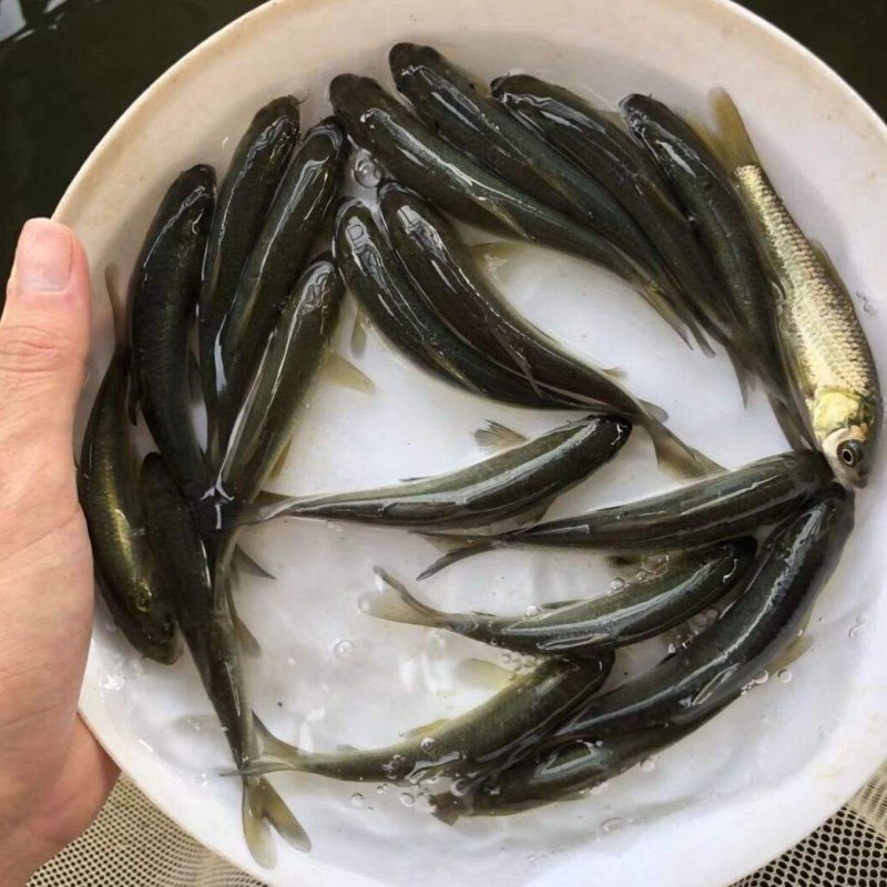 草鱼苗，渔场直发，现捞现发，包成活率包质量包服务