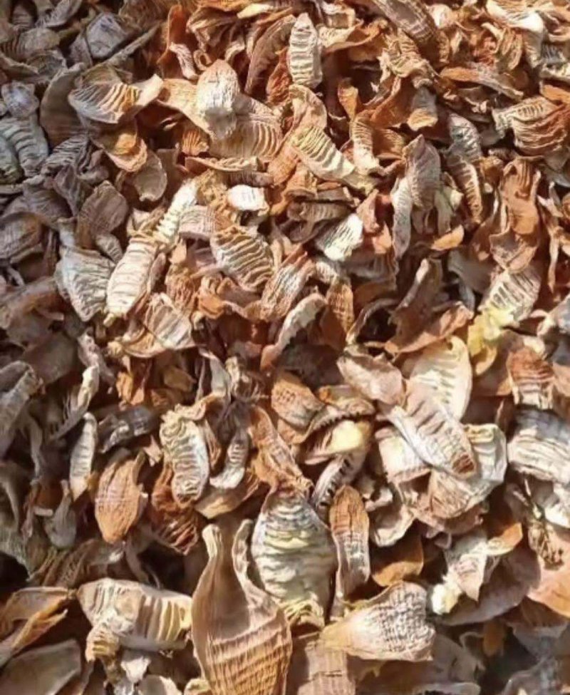 3寸笋尖，笋干，无老跟，颜色金黄鲜亮，48小时发货