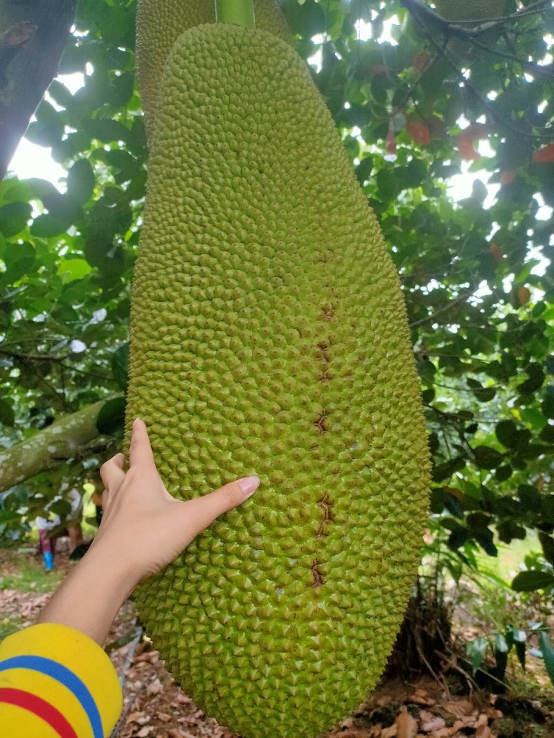 马来西亚菠萝蜜可供视频看货，果子非常优秀可招代理，一斤