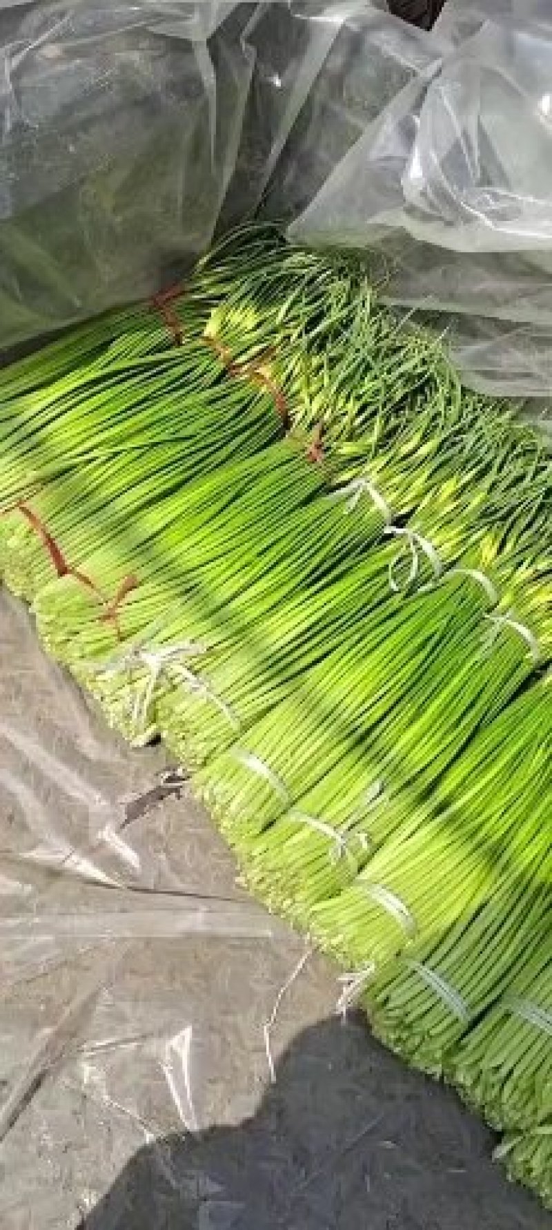 精品蒜薹